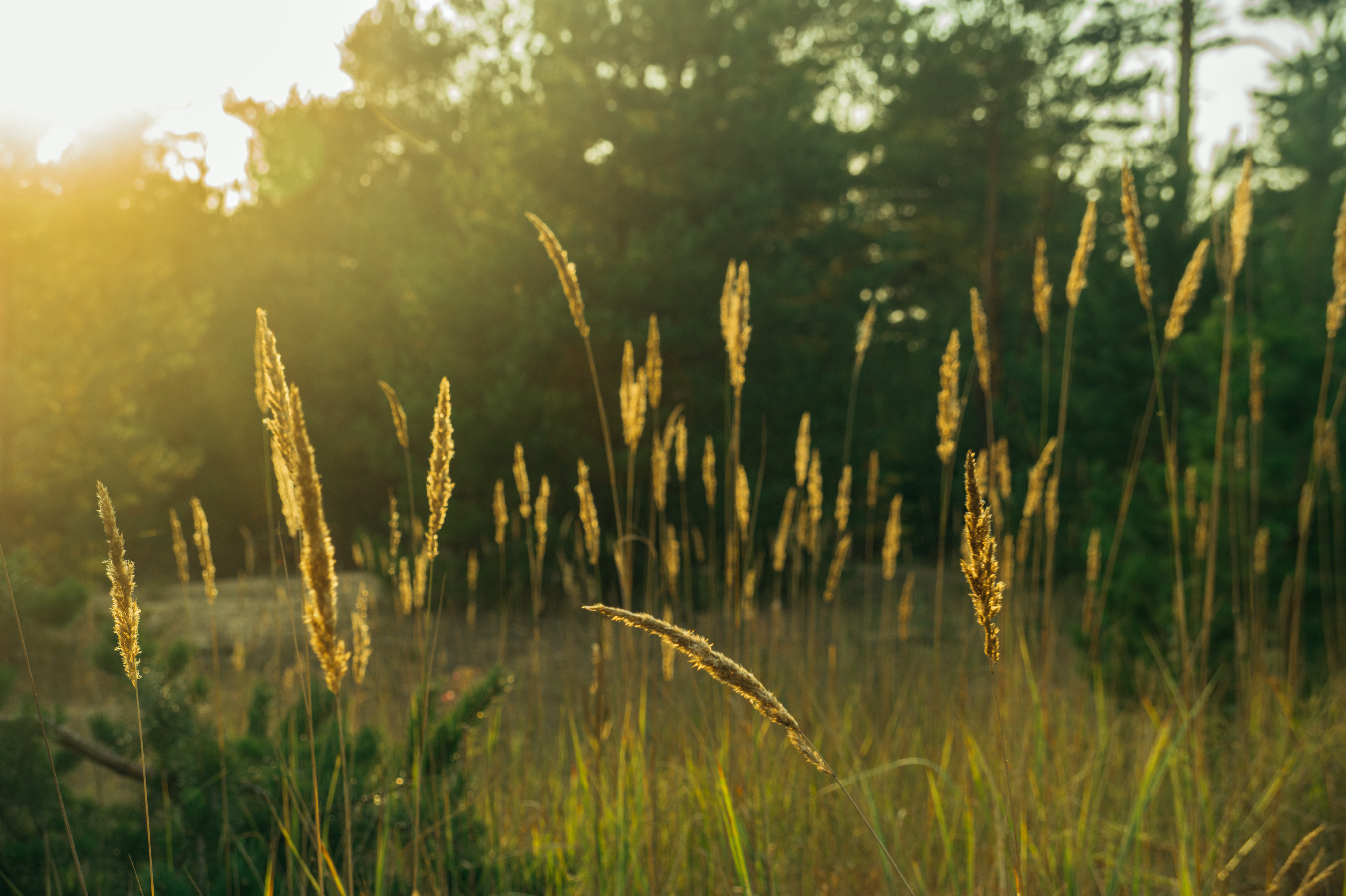 Standard Post with Image