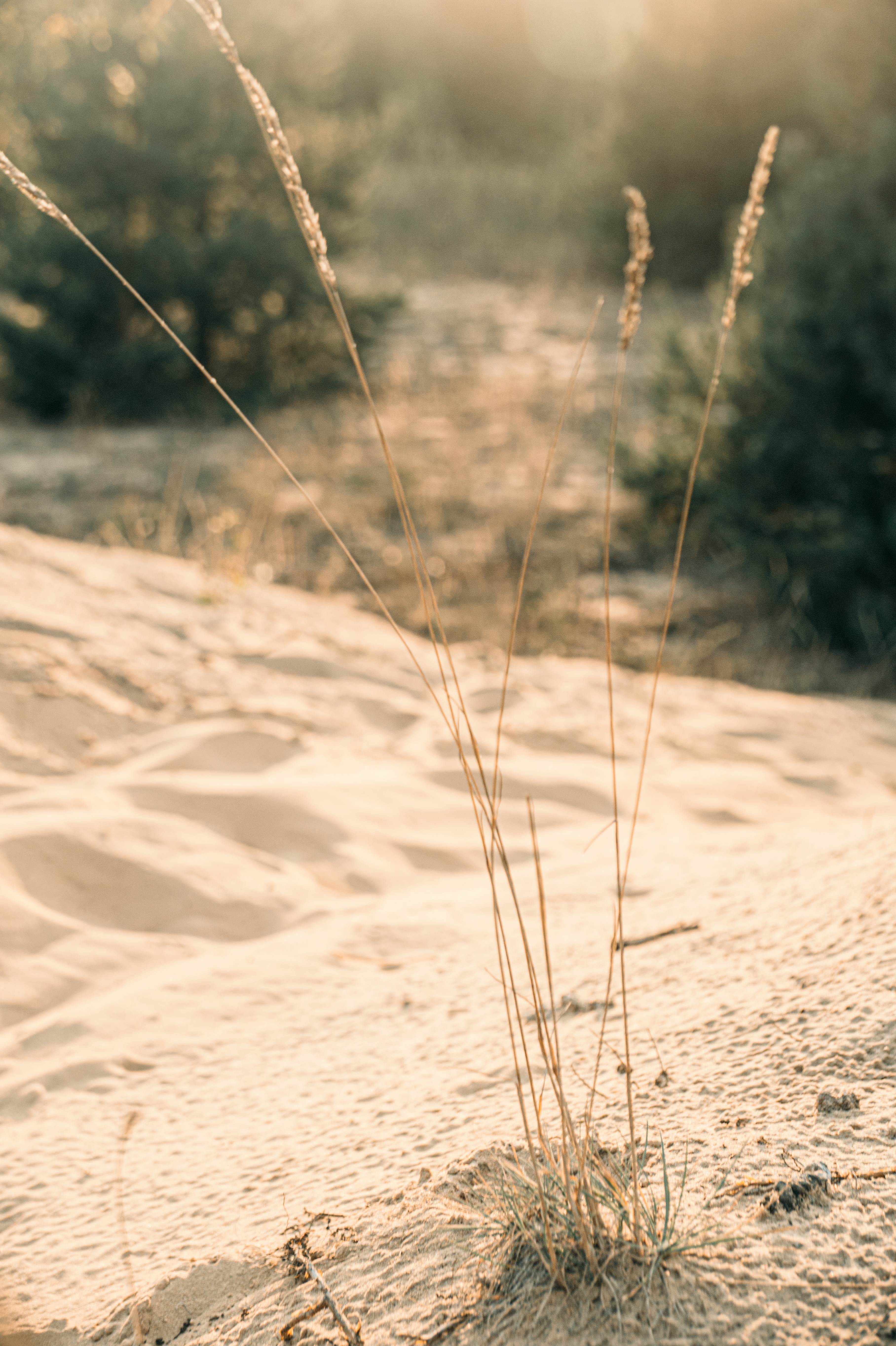 Standard Post with Image