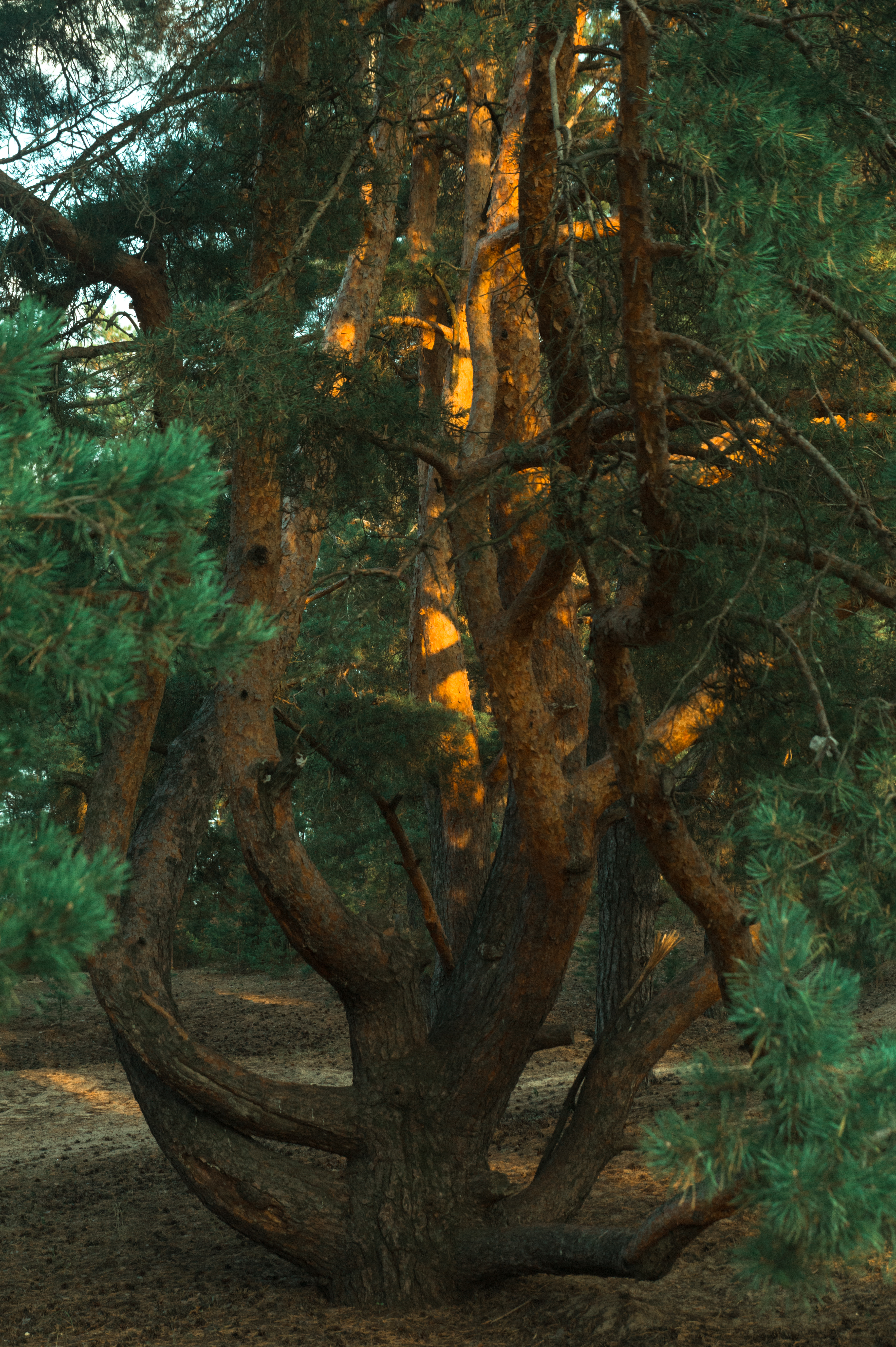 Standard Post with Image