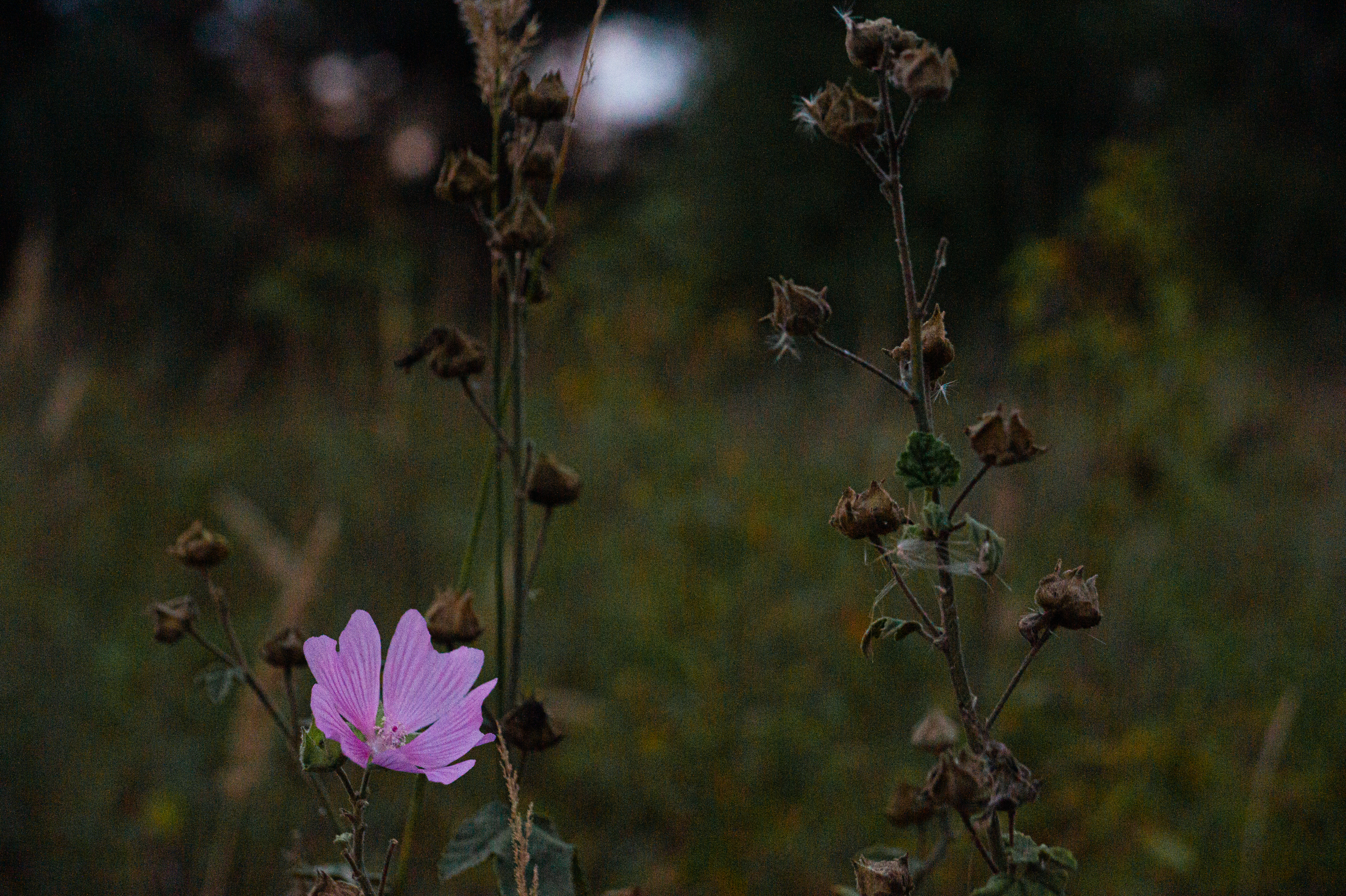 Standard Post with Image