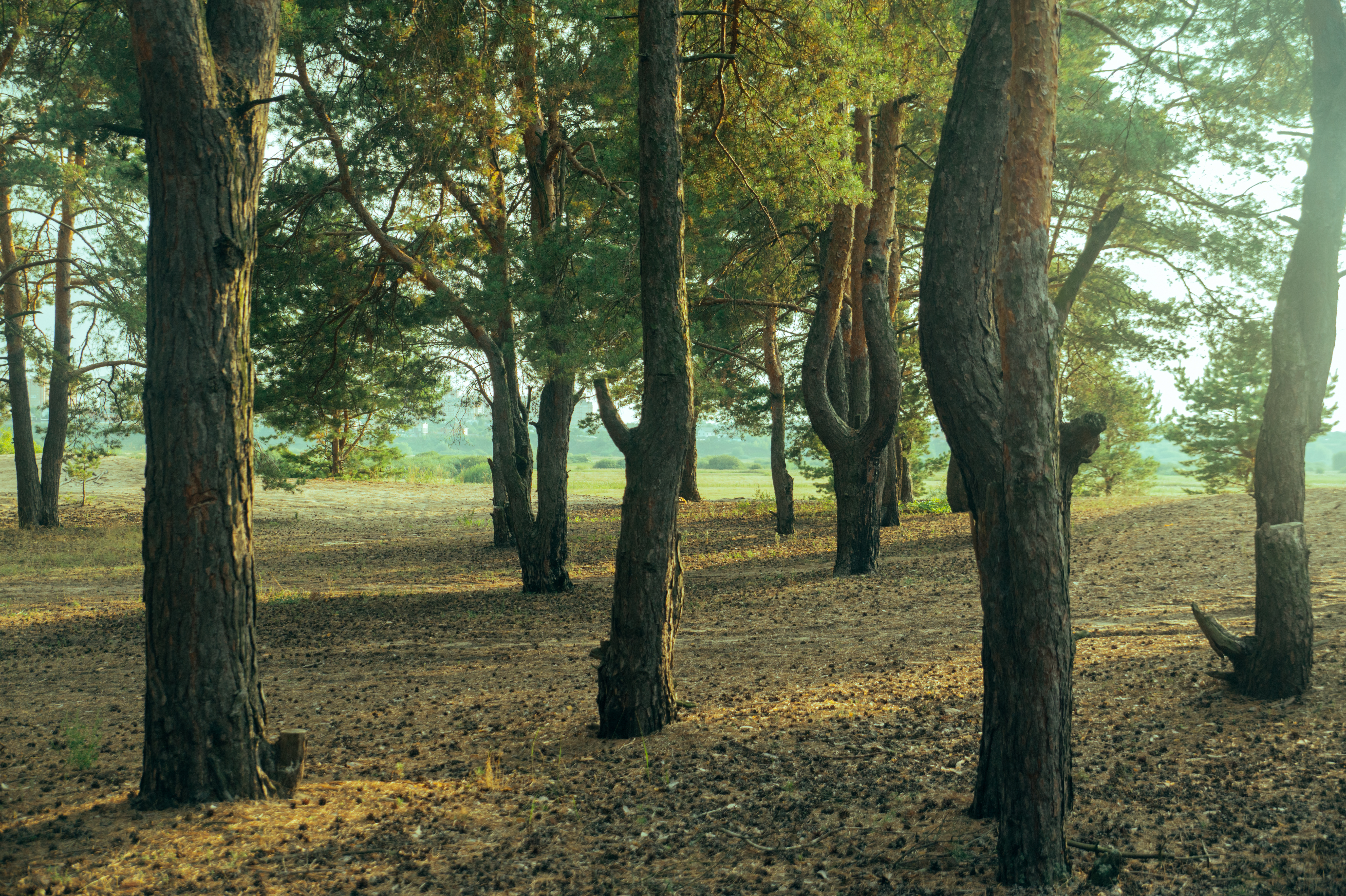 Standard Post with Image