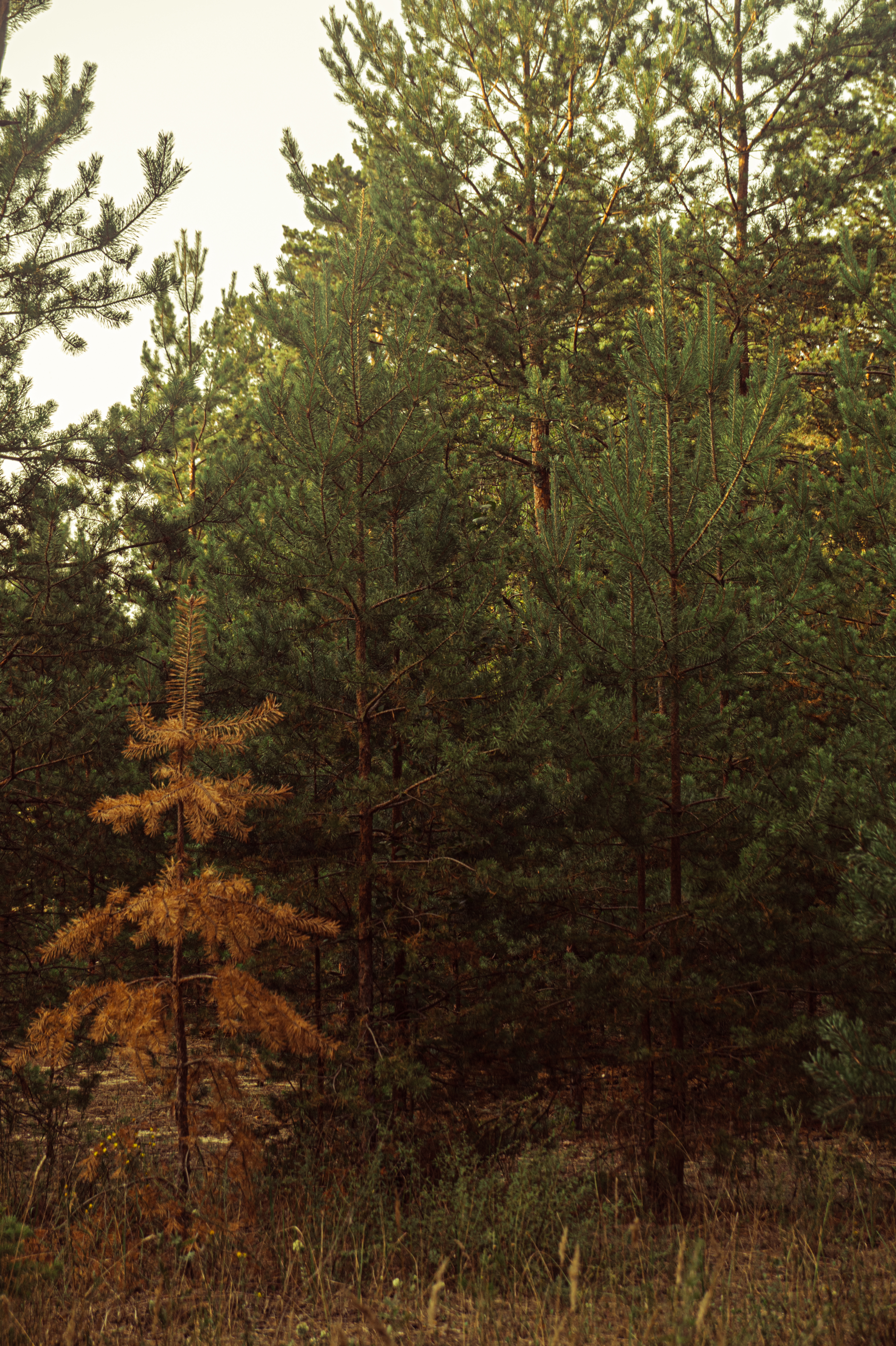 Standard Post with Image