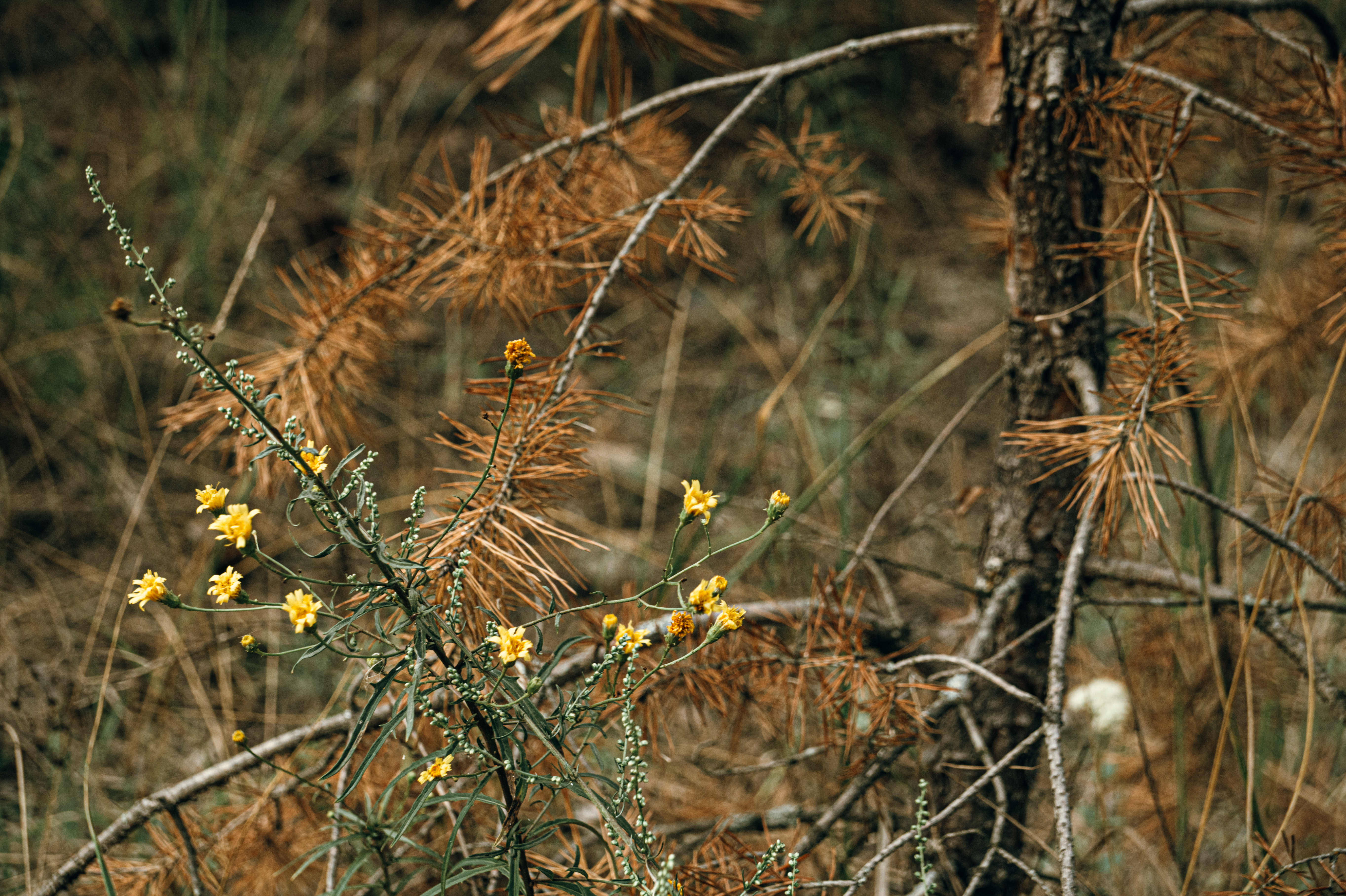 Standard Post with Image