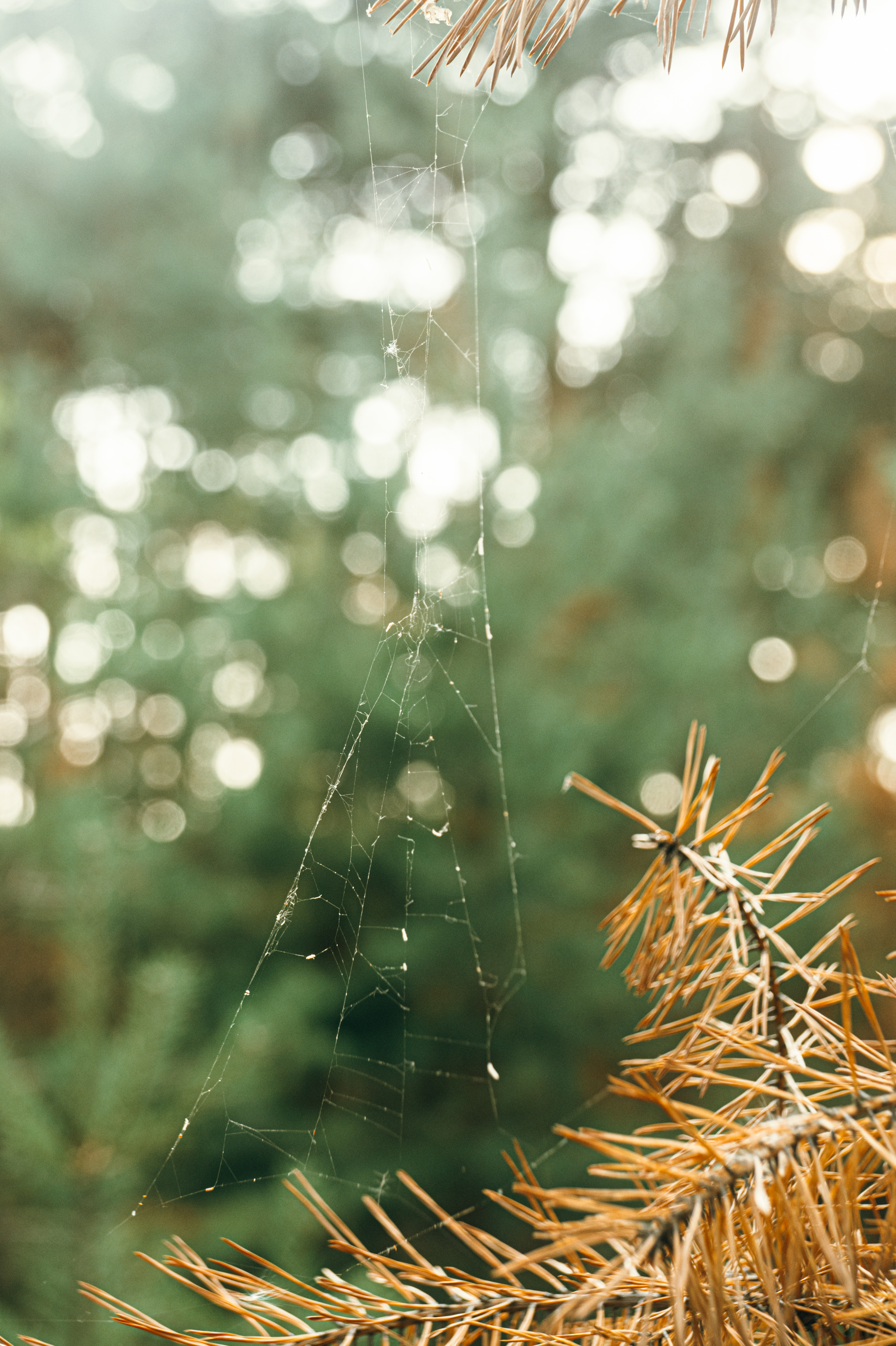 Standard Post with Image