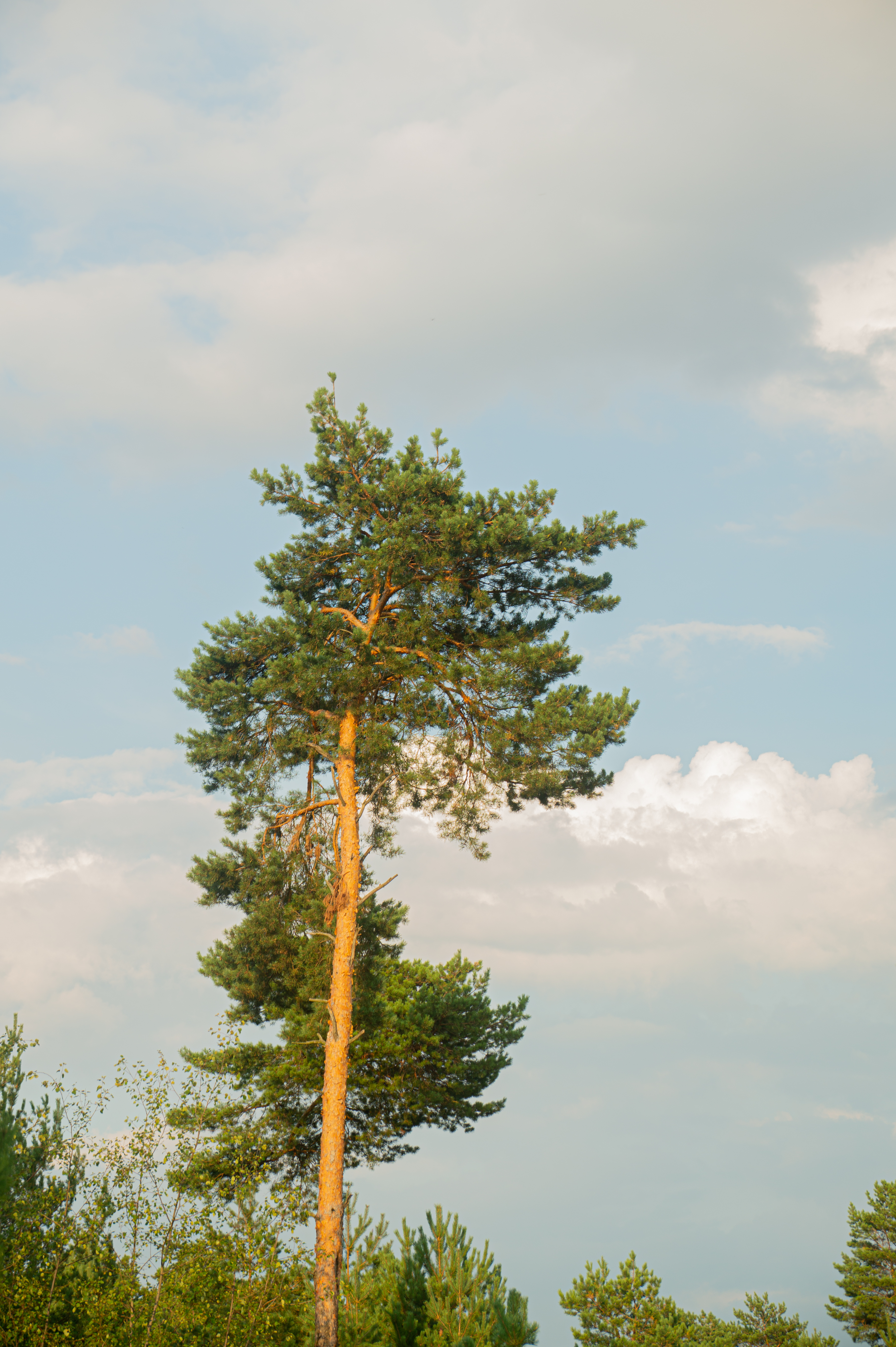 Standard Post with Image