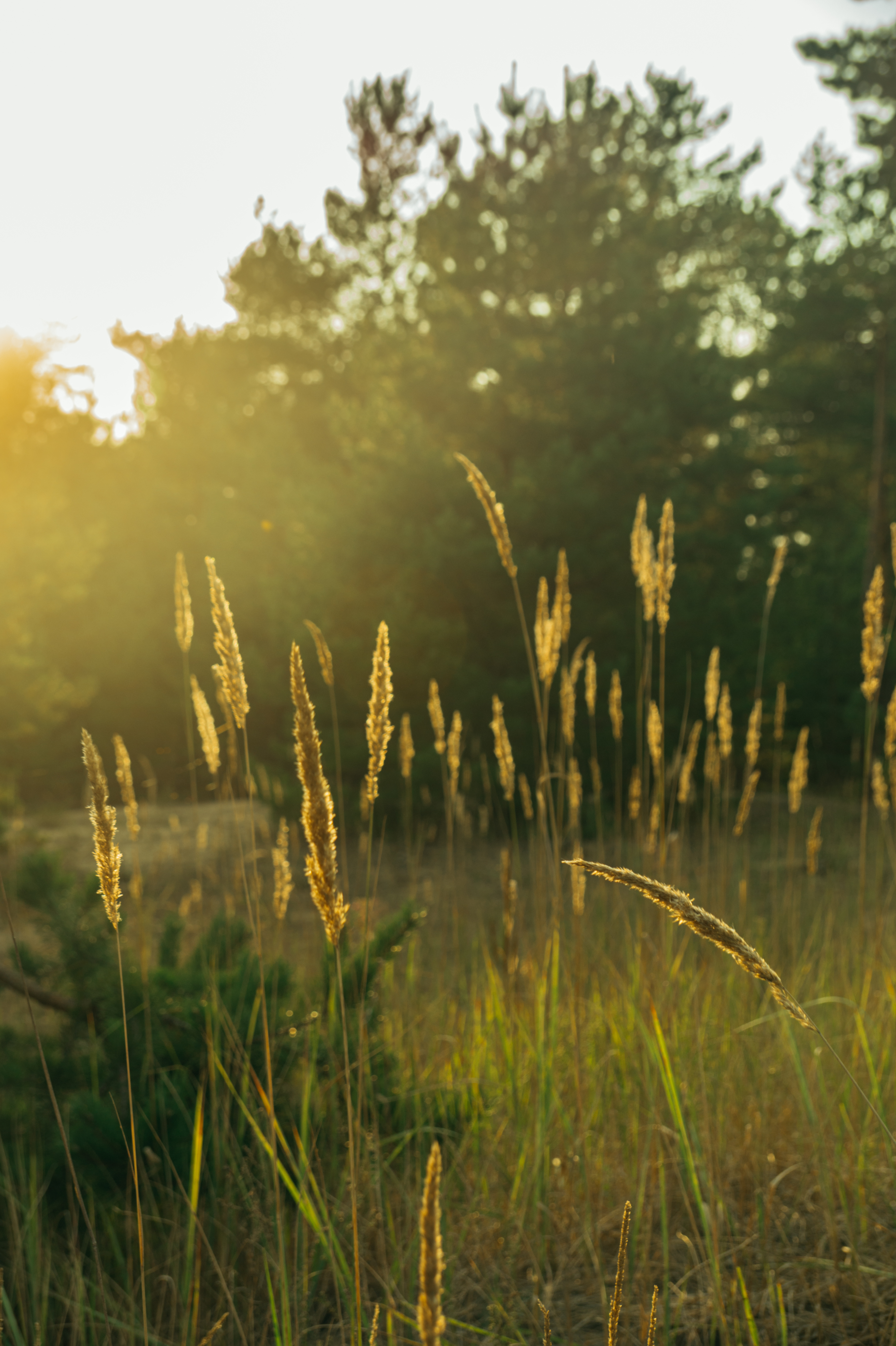 Standard Post with Image